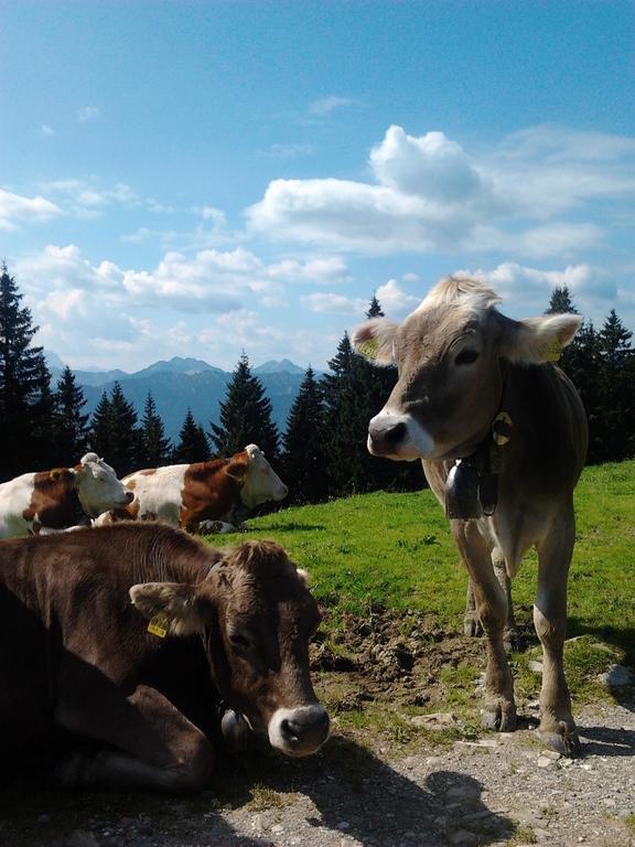 Ferienwohnungen Kral Grainau Exterior foto